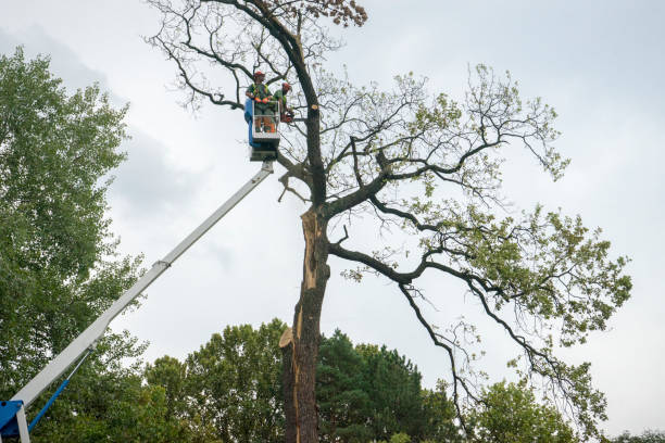 Best Tree Disease Treatment  in Elmore, OH